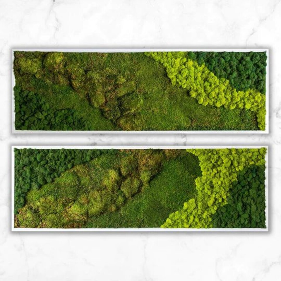 Parete Moss Stabilizzata Wall Moss  - Sconti per Fioristi e Aziende - a metro quadrato