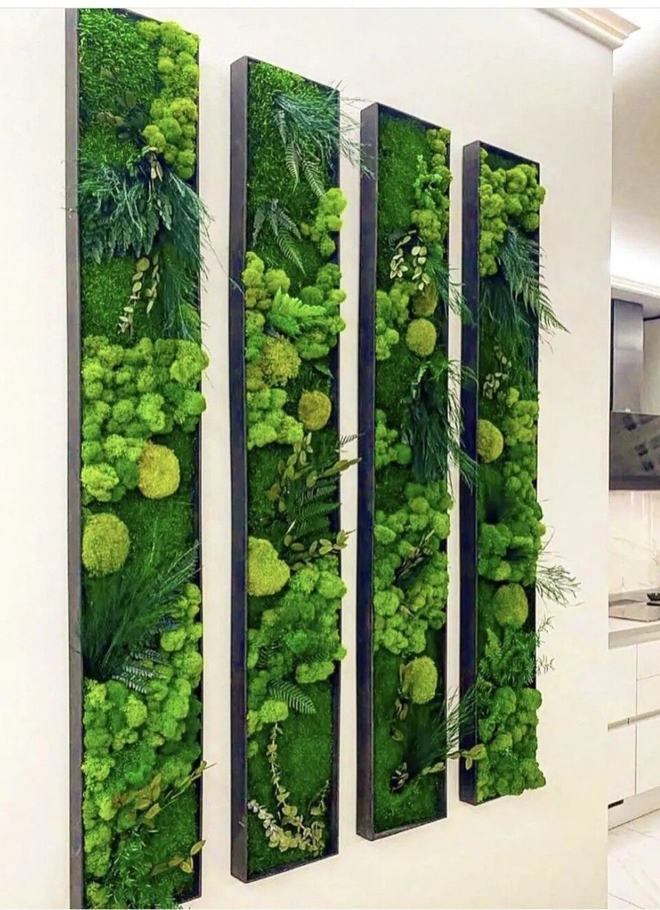 Giardini Vegetali Preservati - Adatti soltanto per interni . - Stile 4 Quadri