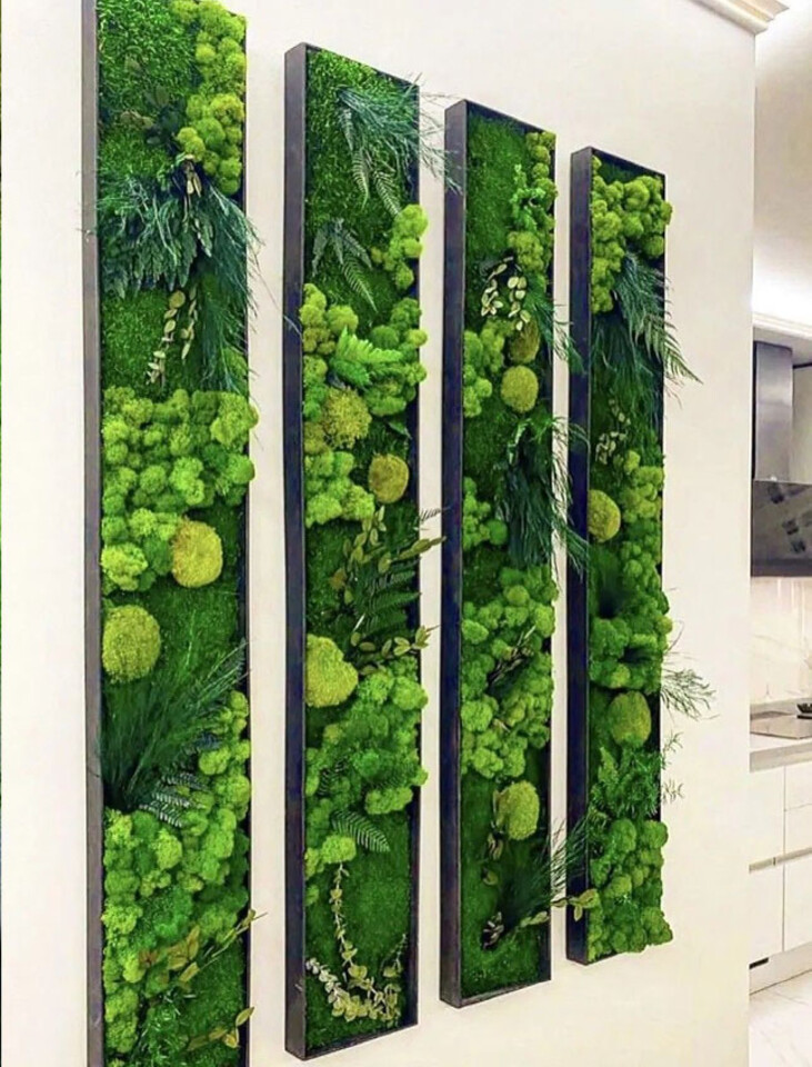 Giardini Vegetali Preservati - Adatti soltanto per interni . - Stile 4 Quadri