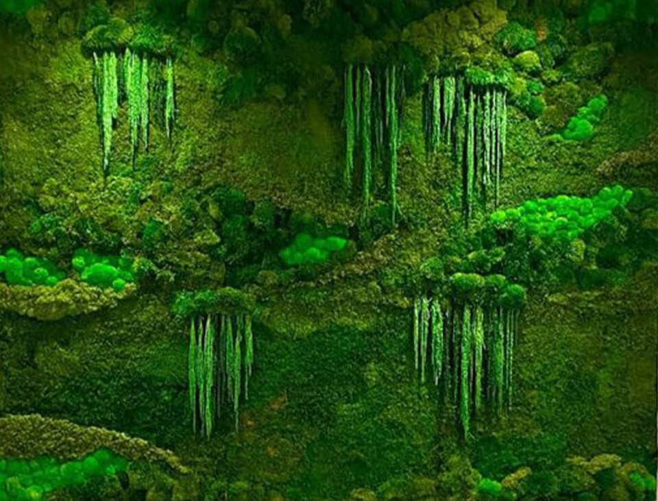 Giardini Vegetali Preservati - Adatti soltanto per interni . - Stile Medusa