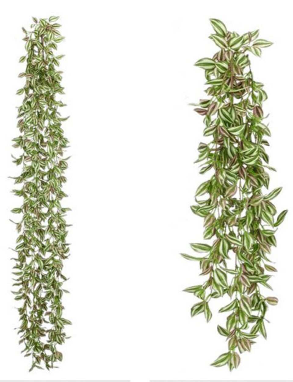 Tradescanzia cadente H 60  - Sconti per Fioristi e Aziende - Purple in 2 modelli