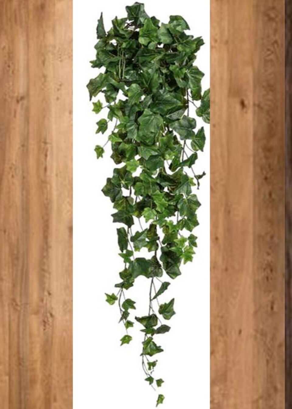 Edera Verde Cadente H 100  - Sconti per Fioristi e Aziende - Con 200 foglie