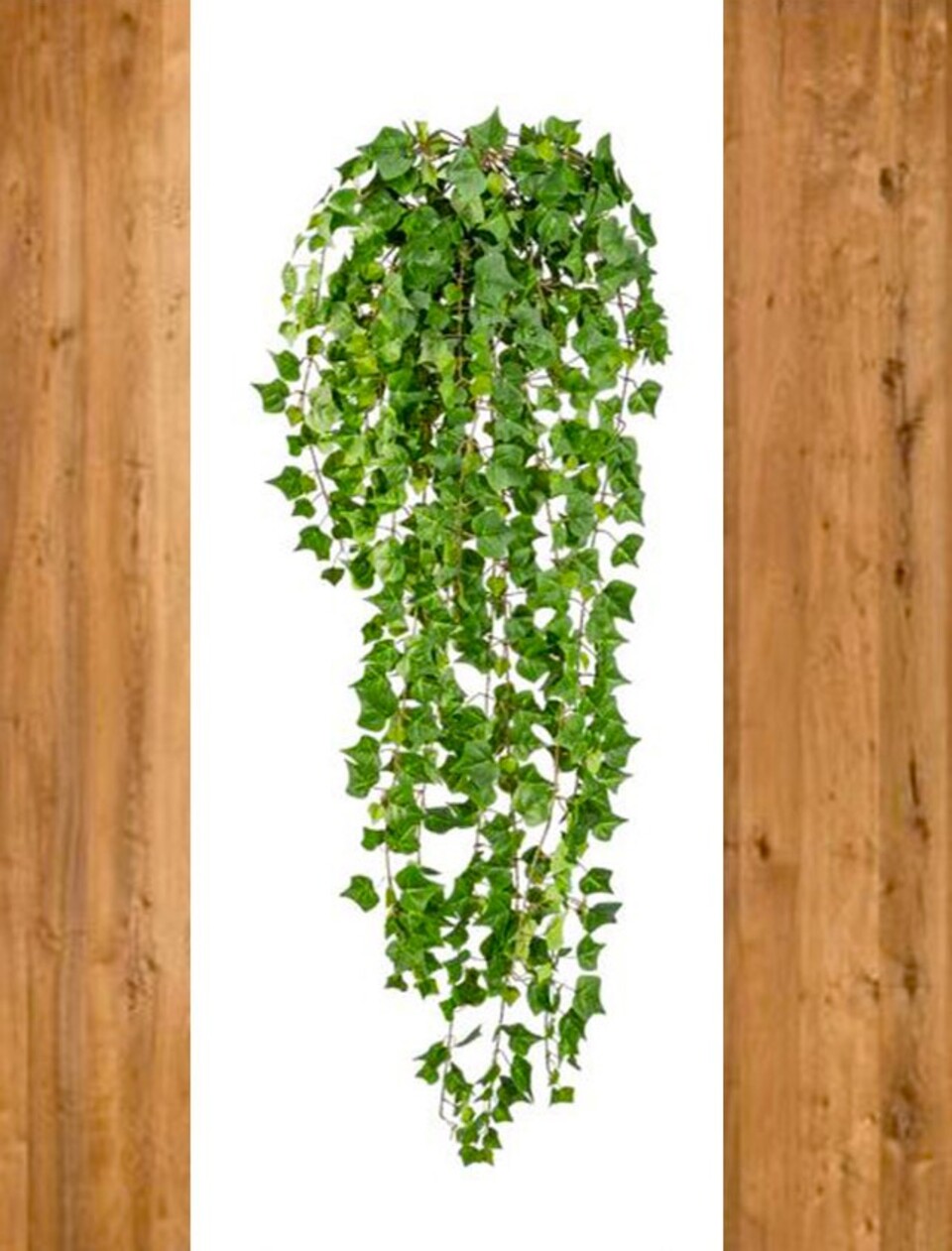 Edera Cadente Inglese - Sconti per Fioristi e Aziende - H 115 con 618 foglie
