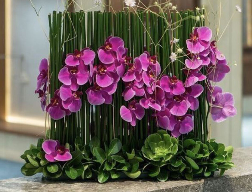 Orchidea Plant x 2 H 35  - Sconti per fioristi e aziende - in real touch