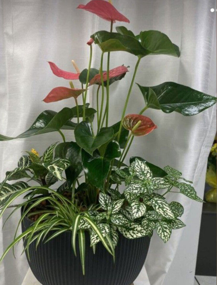 Anturium plant x 2 Artificiale in poliestere - Sconti per Fioristi e Aziende