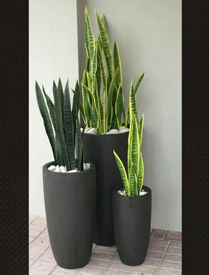 Sanseveria Trifasciata H 70 - Sconti per Fioristi e Aziende . - Artificiale con vaso