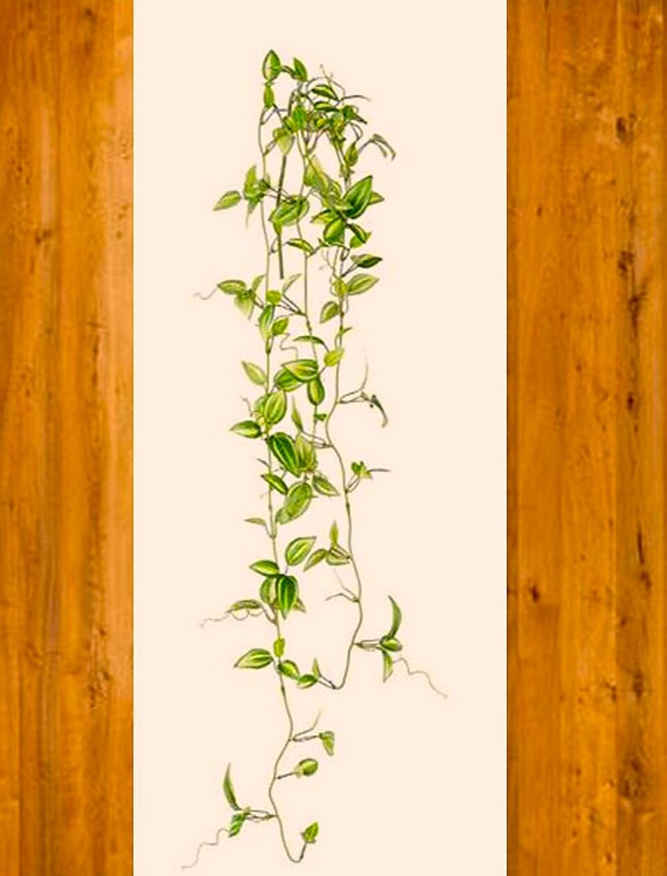 Tradescanzia Componibile - Sconti per Fioristi e Aziende . - In poliester