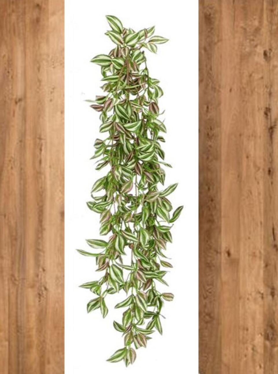 Tradescanzia cadente H 60  - Sconti per Fioristi e Aziende - Verde in 2 modelli