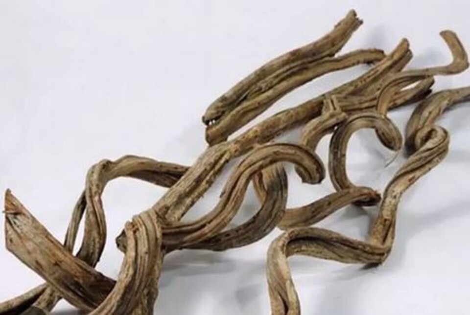 Cipo Rosca Naturale H 220 - Sconti per fioristi e Aziende . - Liana Intrecciata Dm. 4