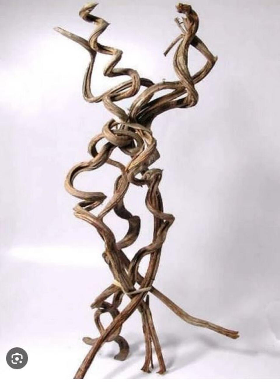 Cipo Rosca Naturale H 220 - Sconti per fioristi e Aziende . - Liana Intrecciata Dm. 4