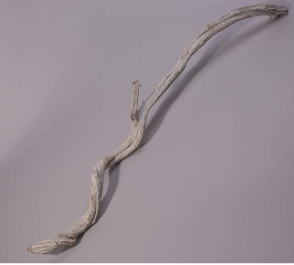 Cipo Rosca Naturale H 220 - Sconti per fioristi e Aziende . - Liana Intrecciata Dm. 4