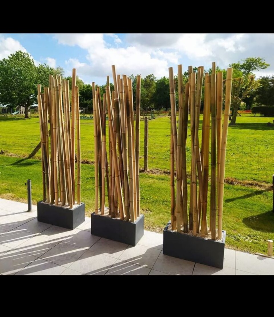 Canna Bamboo dm. 7/9  - Sconti per Fioristi e Aziende . - Alte cm. 200-250-300