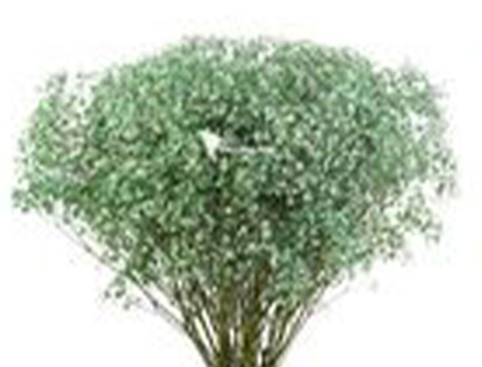 Gypsofilla Naturale Stabilizzata Busta gr. 100 - Sconti per Fioristi e Aziende