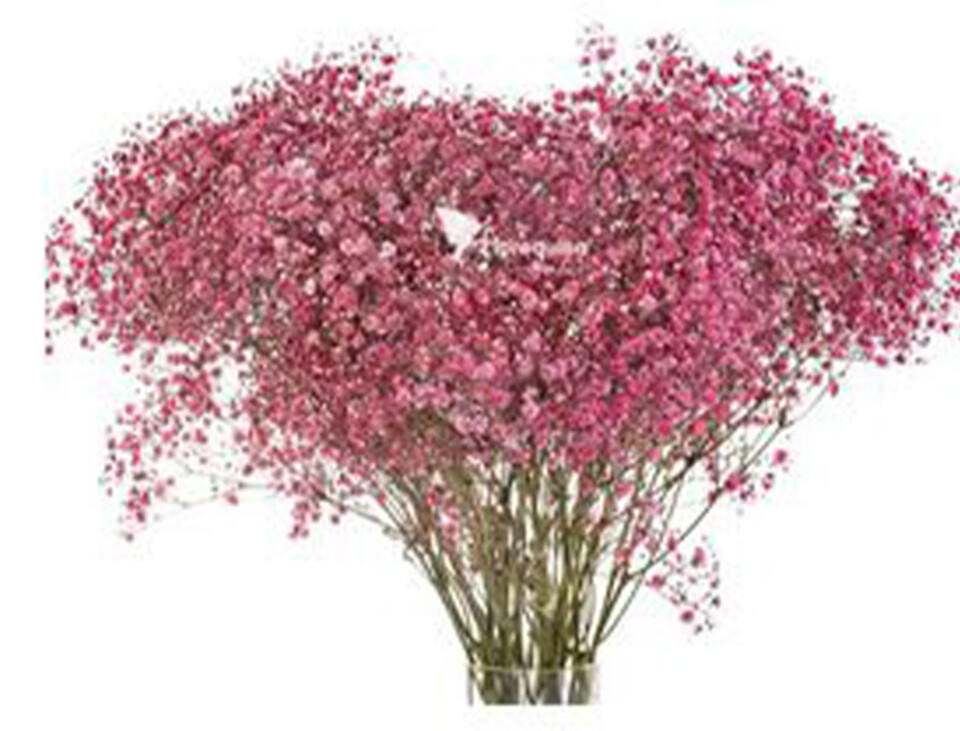 Gypsofilla Naturale Stabilizzata Busta gr. 100 - Sconti per Fioristi e Aziende