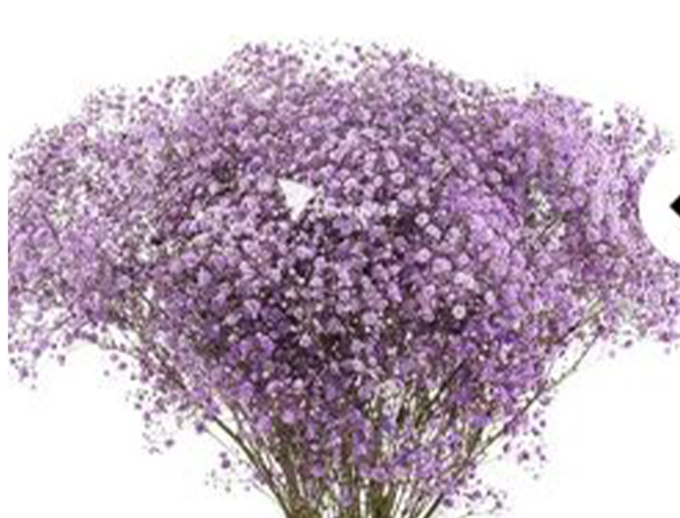 Gypsofilla Naturale Stabilizzata Busta gr. 100 - Sconti per Fioristi e Aziende