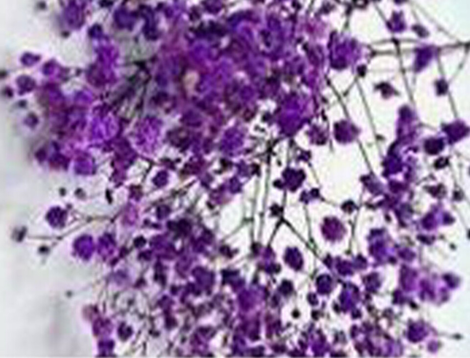 Gypsofilla Naturale Stabilizzata Busta gr. 100 - Sconti per Fioristi e Aziende