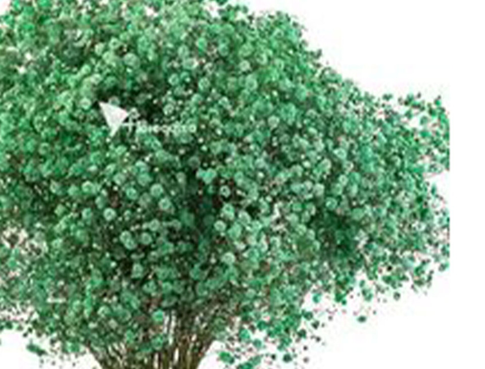 Gypsofilla Naturale Stabilizzata Busta gr. 100 - Sconti per Fioristi e Aziende