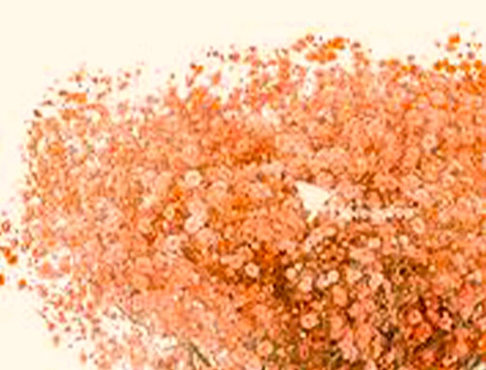 Gypsofilla Naturale Stabilizzata Busta gr. 100 - Sconti per Fioristi e Aziende