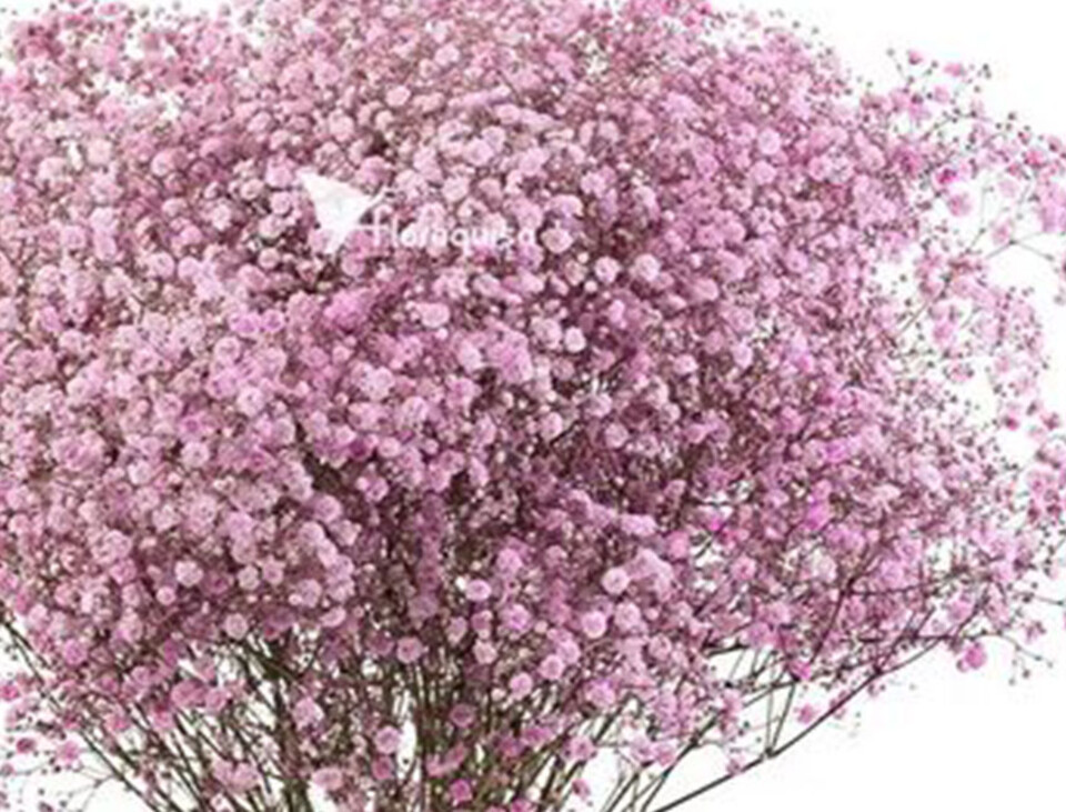 Gypsofilla Naturale Stabilizzata Busta gr. 100 - Sconti per Fioristi e Aziende