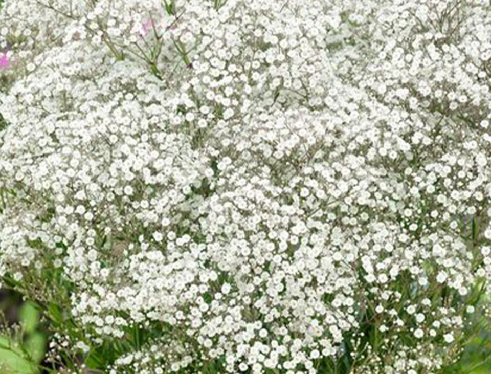 Gypsofilla Naturale Stabilizzata Busta gr. 100 - Sconti per Fioristi e Aziende