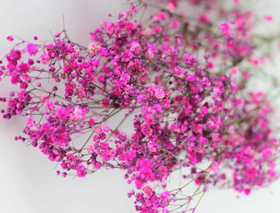 Gypsofilla Naturale Stabilizzata Busta gr. 100 - Sconti per Fioristi e Aziende