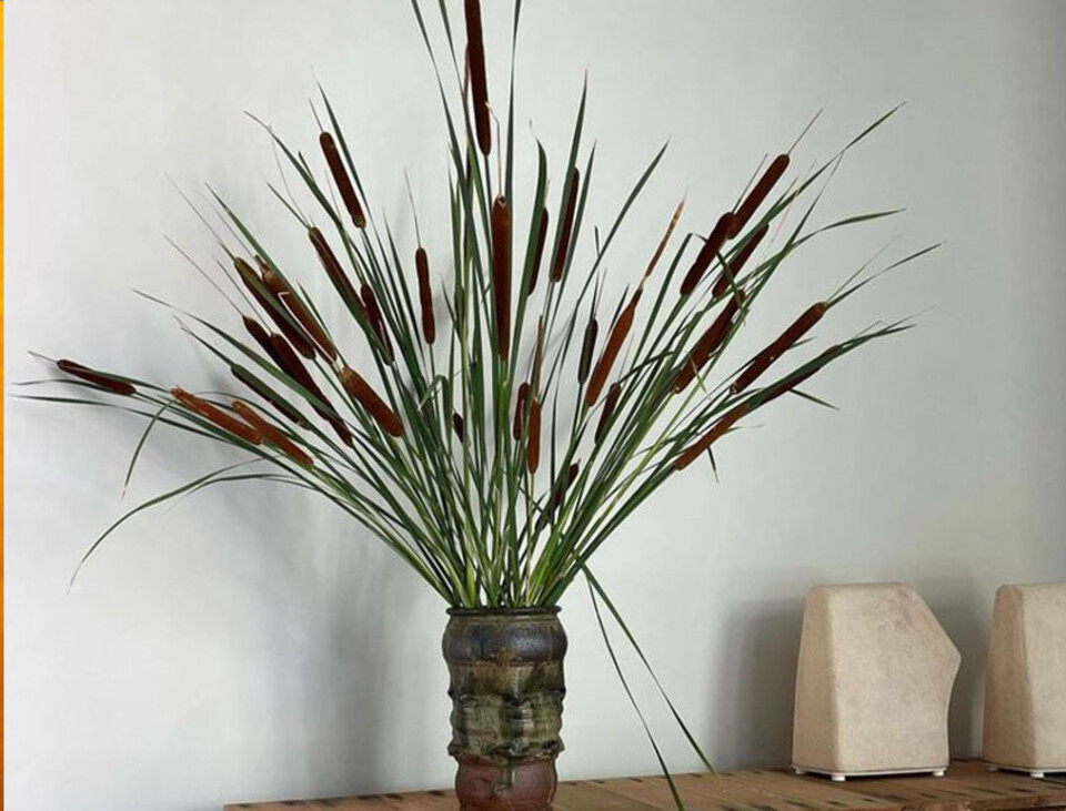 Tipha glitterata H 120  - Sconti per Fioristi e Aziende - Busta 8 rami