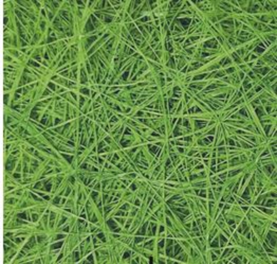 Sisal Naturale Amidato H 60 - Sconti per Fioristi e Aziende - Rotolo da 3 Yds