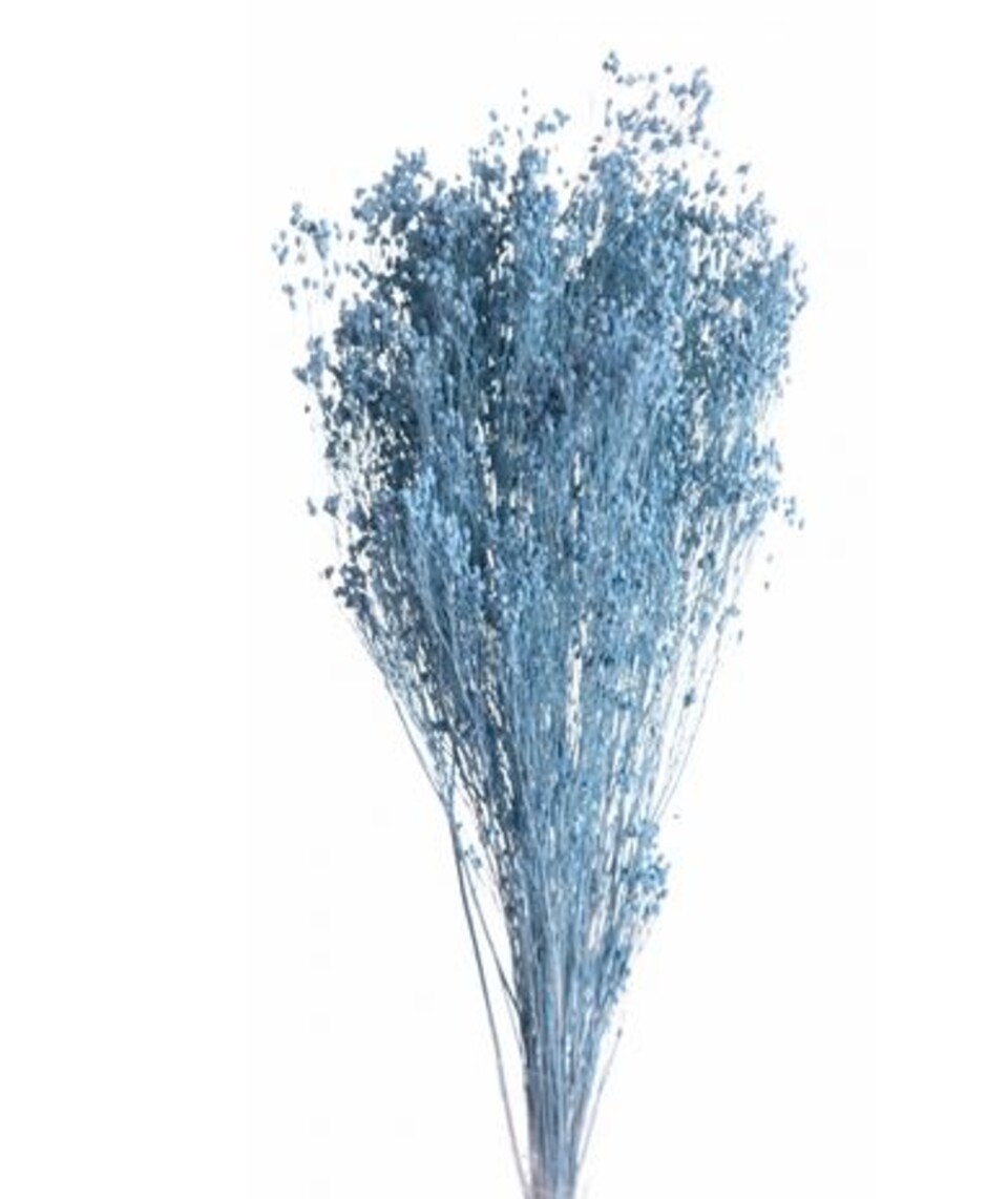 Broom Bloom Naturale colorato Gr. 100 - Sconti per Fioristi e Aziende