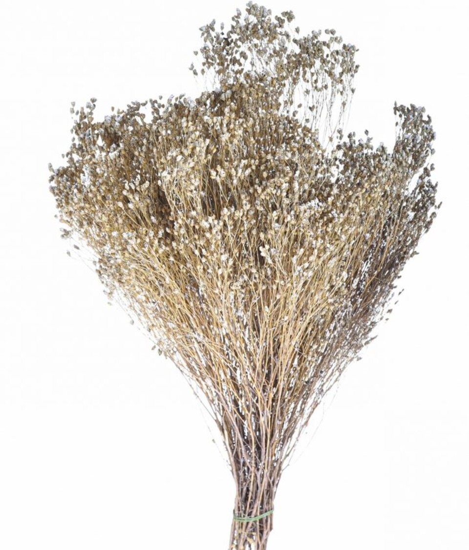 Broom Bloom Naturale colorato Gr. 100 - Sconti per Fioristi e Aziende