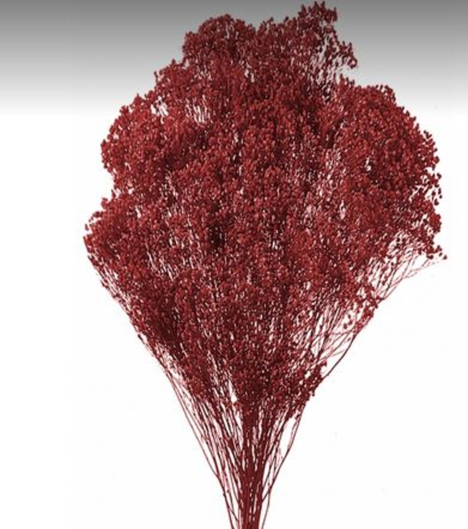 Broom Bloom Naturale colorato Gr. 100 - Sconti per Fioristi e Aziende