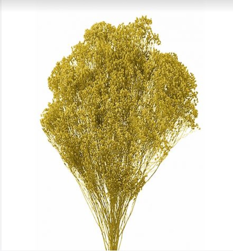Broom Bloom Naturale colorato Gr. 100 - Sconti per Fioristi e Aziende