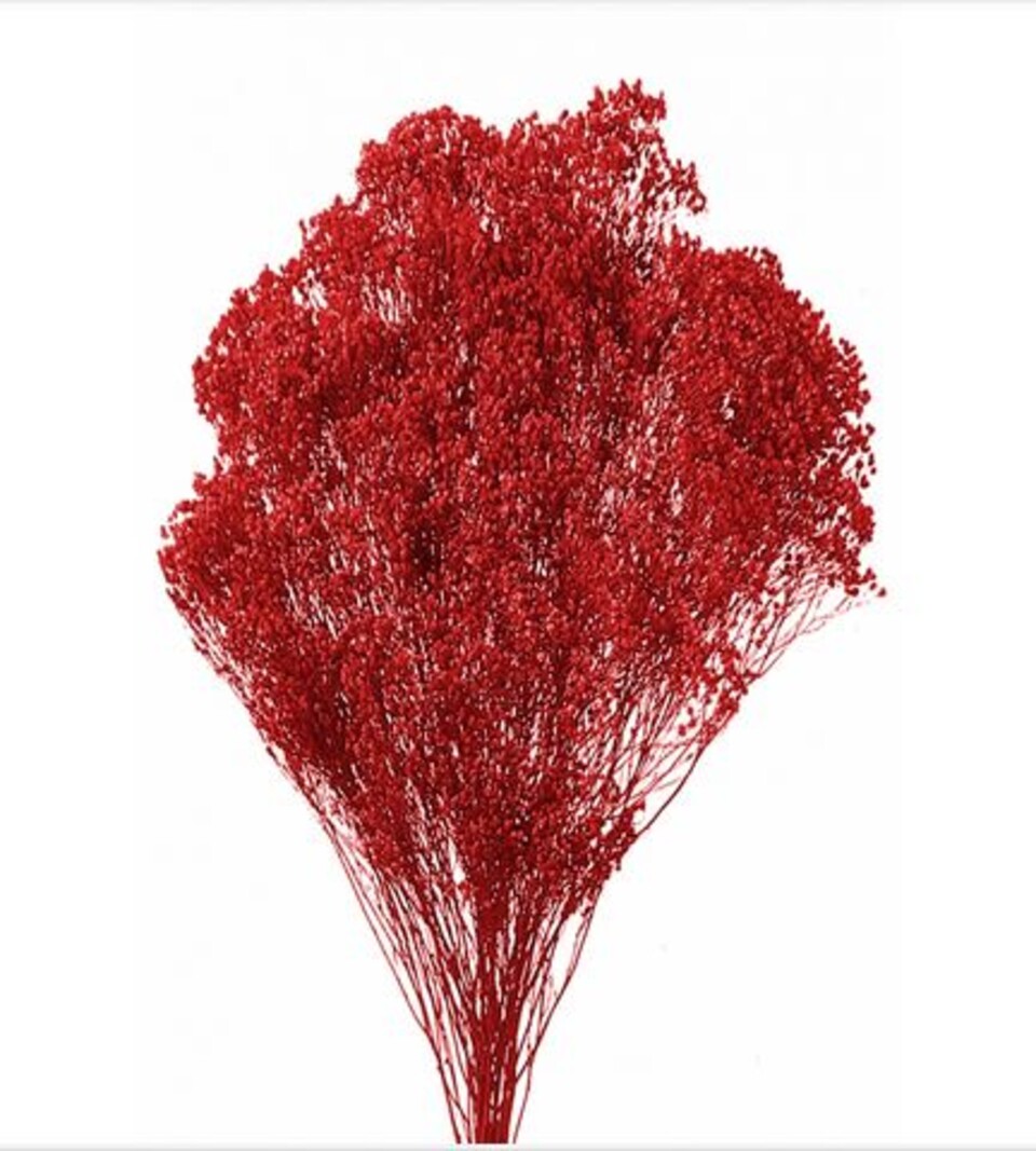 Broom Bloom Naturale colorato Gr. 100 - Sconti per Fioristi e Aziende