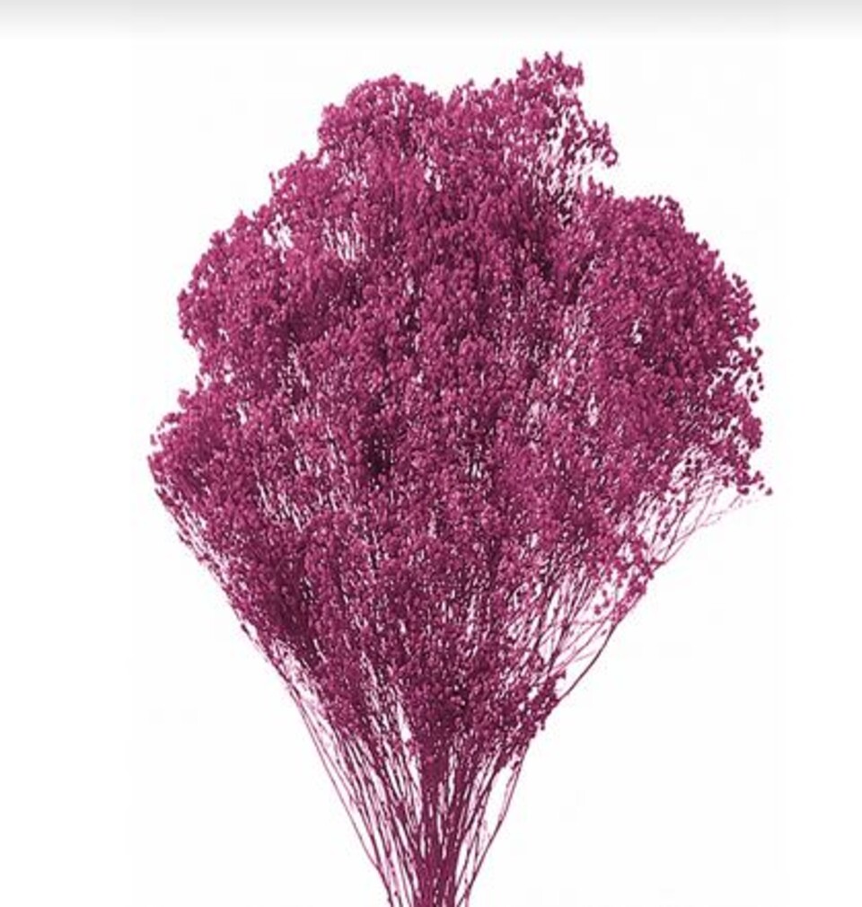 Broom Bloom Naturale colorato Gr. 100 - Sconti per Fioristi e Aziende