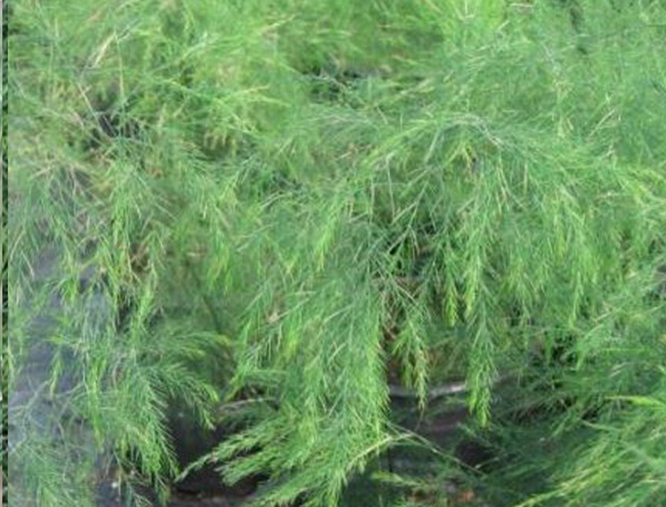 Asparago Vergatus x 10  - Sconti per Fioristi e Aziende - gr.100  Preservato Naturale