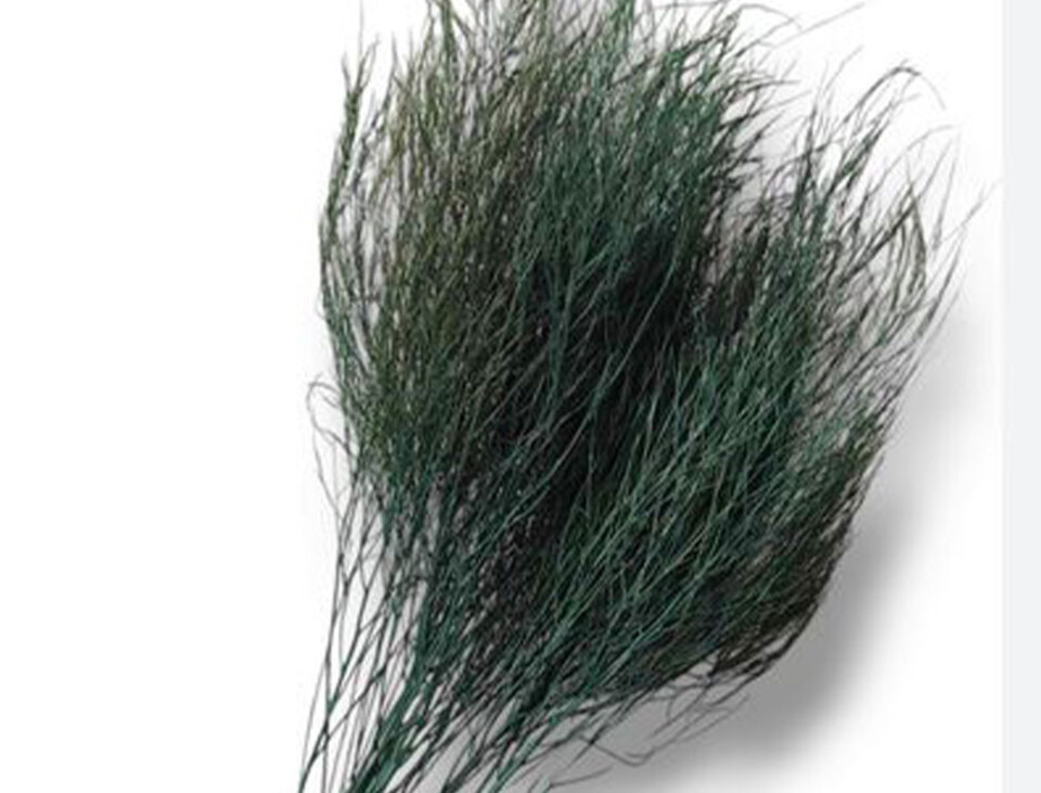 Asparago Vergatus x 10  - Sconti per Fioristi e Aziende - gr.100  Preservato Naturale