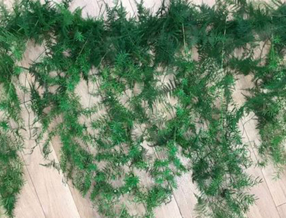 Asparago Plumoso Naturale- Sconti per Fioristi e Aziende - Preservato x 10 steli H 80/150