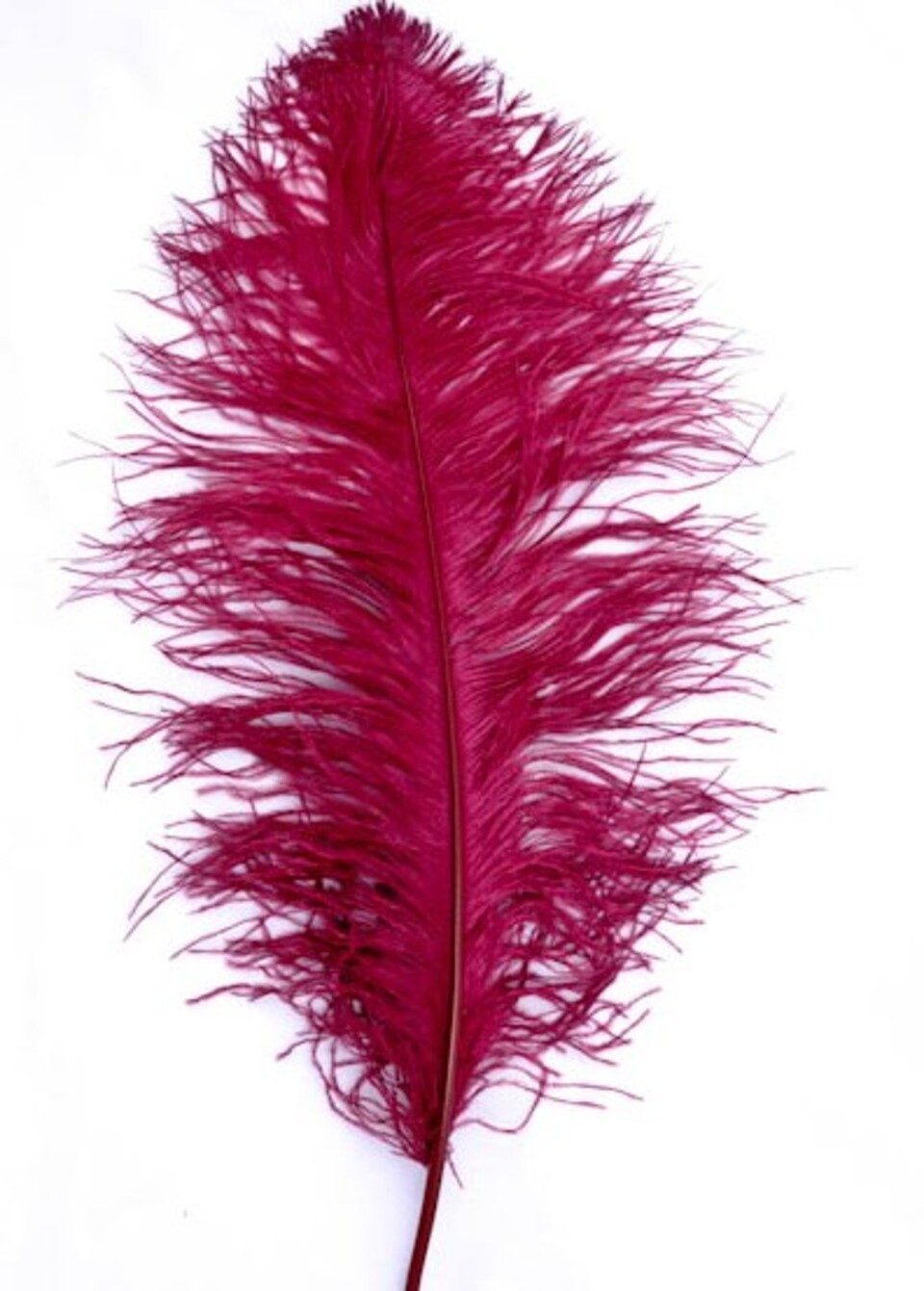 Piume di struzzo cm. 60/70  - Sconto per Fioristi e Aziende - in vari colori