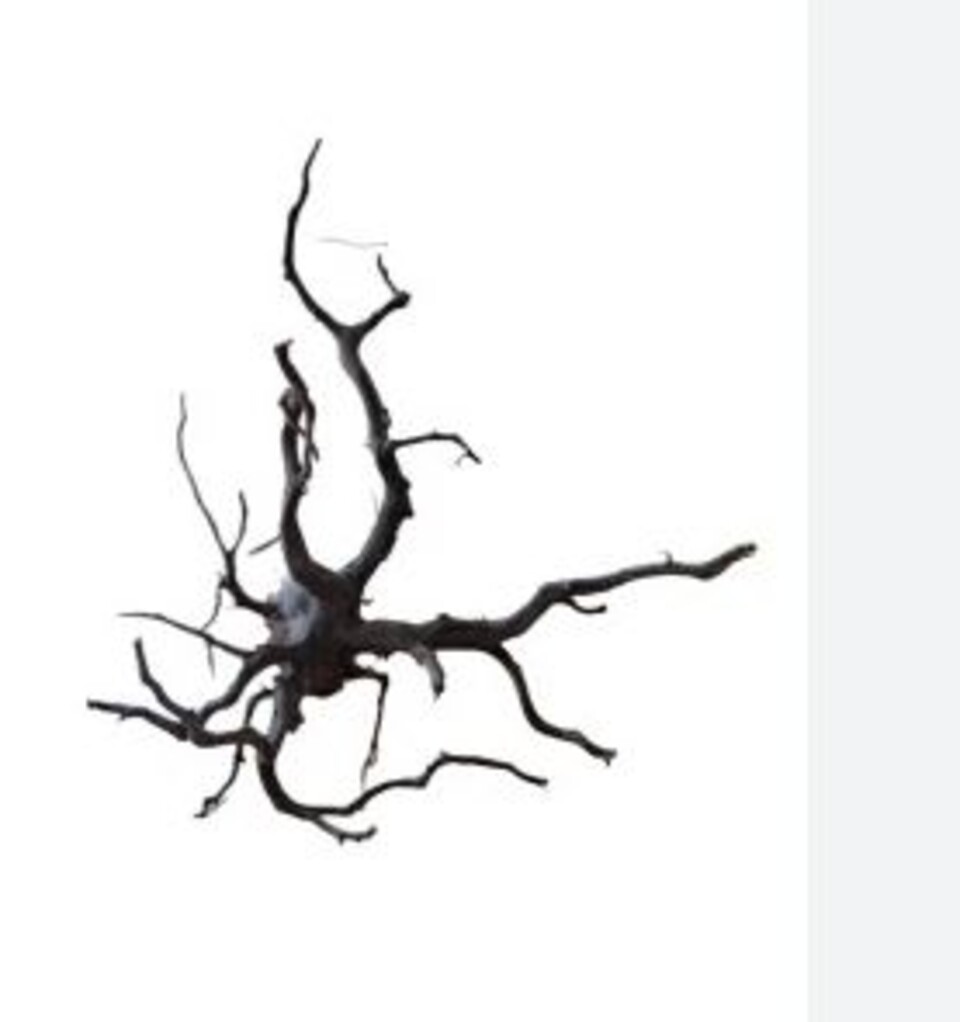 Radice Black Spider  - Prodotto Naturale trattato - Legno Scuro cm 30/40