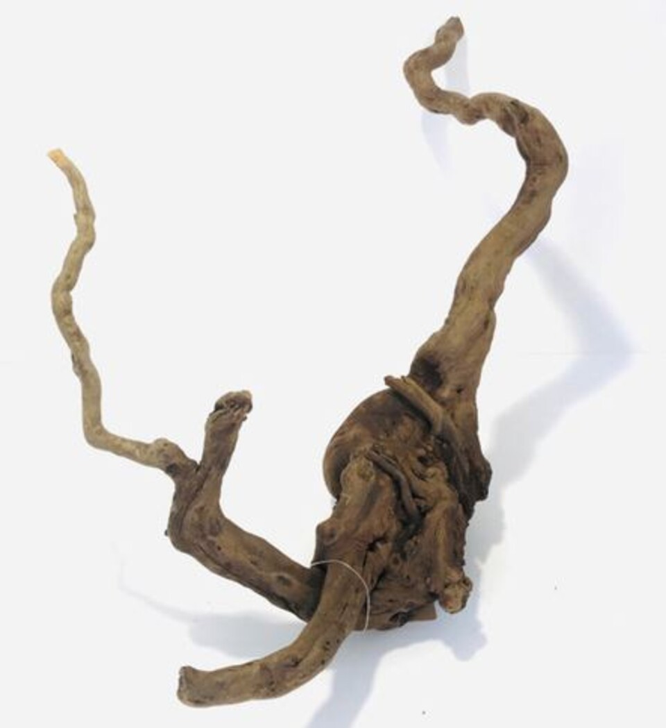 Radice Black Spider - Prodotto Naturale trattato - Legno scuro cm 40/50