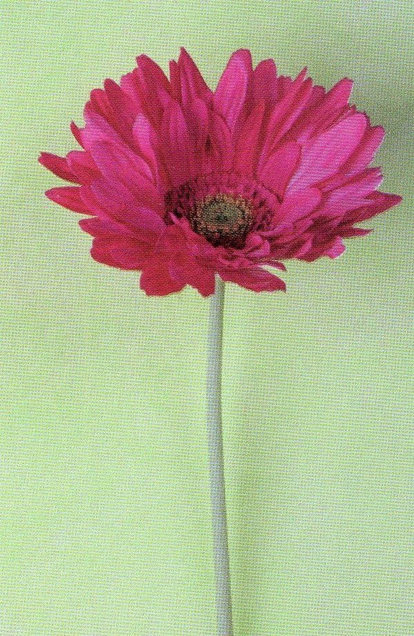 Gerbera Large Artificiale H 75 in poliestere - Sconti per Fioristi e Aziende .