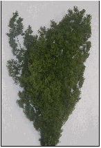 Asparagus  Myrocladius  - Sconti per Fioristi e Aziende - Preservato da gr. 170