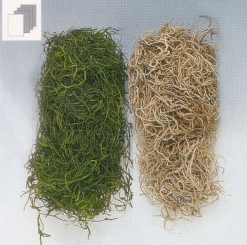 Tillanzia Stabilizzata gr. 300 (Forest Moss) - Sconti per Fioristi e Aziende