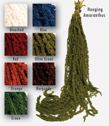 Amaranthus caudatum stabilizzato H 90/110 - Sconti per Fioristi e Aziende