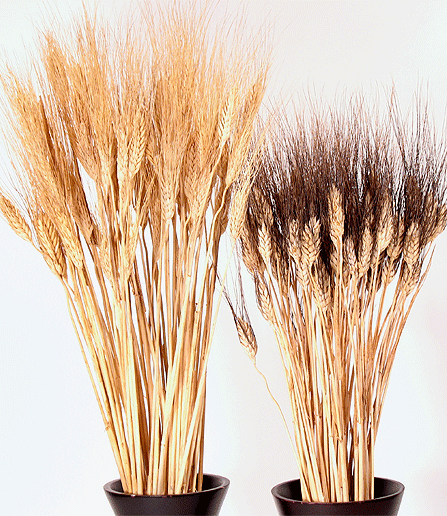 Spighe di grano stabilizzato mazzo 100 steli - Sconti per Fioristi e Aziende