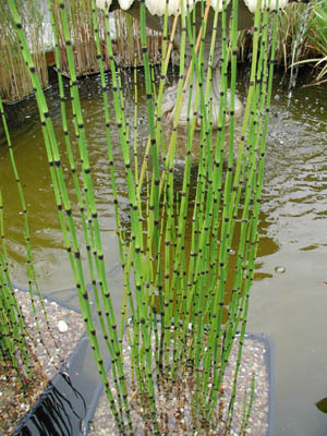 Equisetum Red Bundle  - Sconti per Fioristi e Aziende . - Mazzo gr. 200 stabilizzato