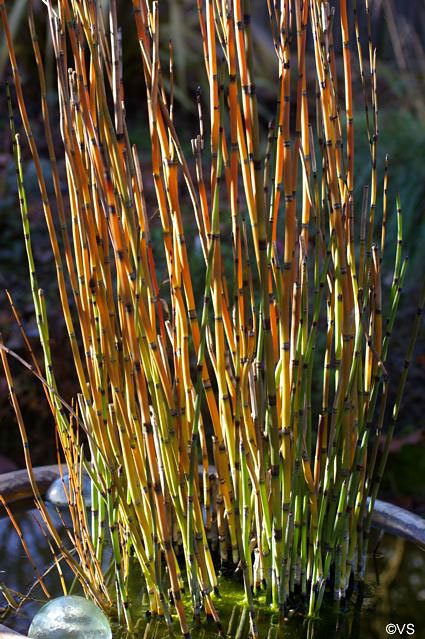 Equisetum Red Bundle  - Sconti per Fioristi e Aziende . - Mazzo gr. 200 stabilizzato