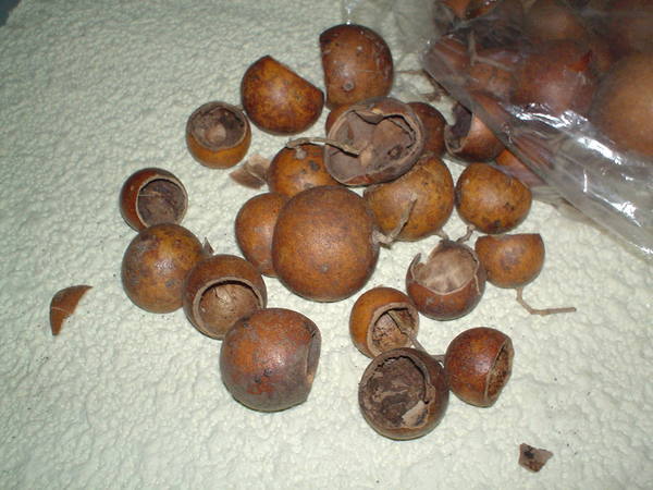 Mini Bell Cups Kurchi Ftuit  - Sconti per Fioristi e Aziende - gr.250