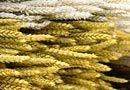 Triticum Verde Naturale  Tarwee mazzo gr. 150 - Sconti per Fioristi e Aziende