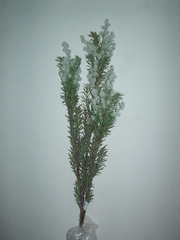 Acacia Selvatica Floccata- H 100 Bianca e Gialla - Sconti per Fioristi e Aziende