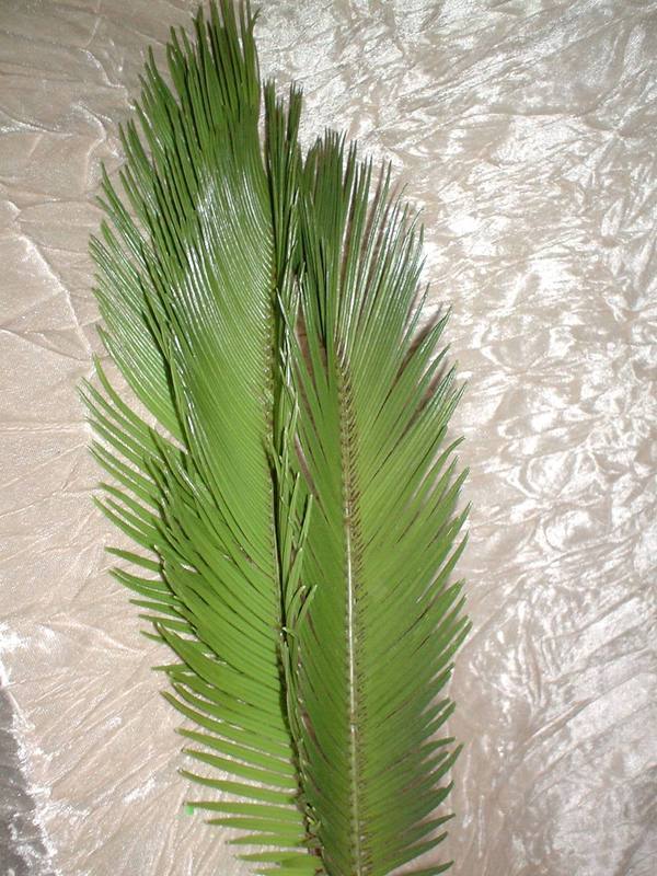 Foglia di Cycas in gomma - Sconti per Fioristi e Aziende . - Animato